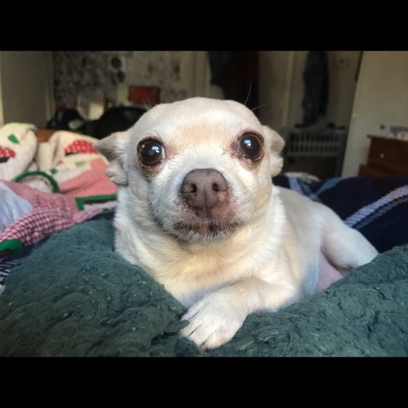 Meet your Posher, Bridget - Picture 1 of 1